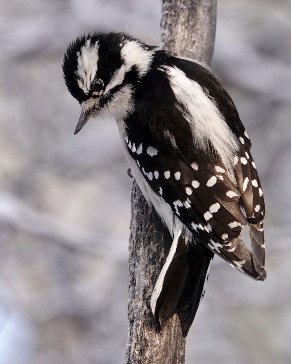 Downy Woodpecker - Cameron Eckert