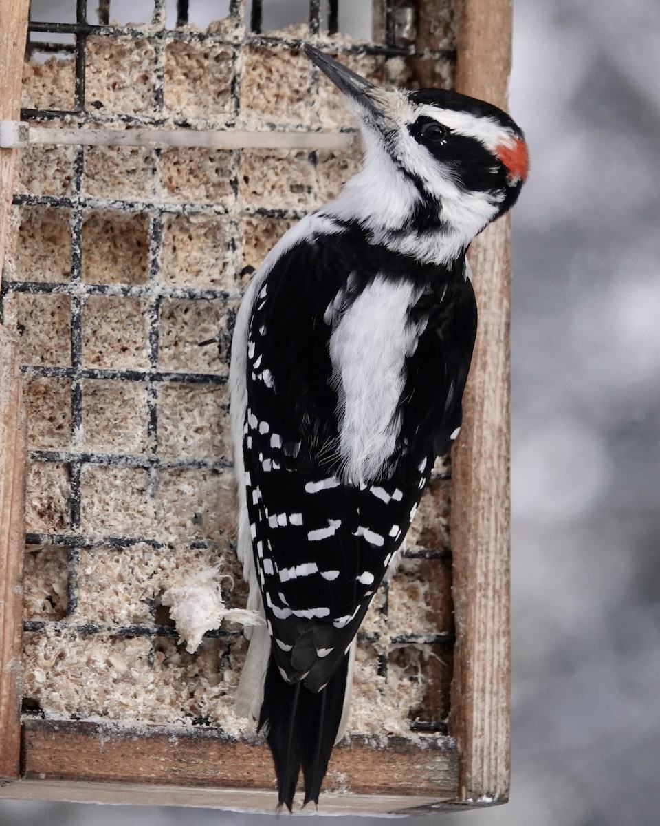 Hairy Woodpecker - Cameron Eckert