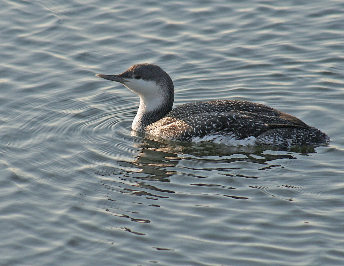Red-throated Loon - ML197345141