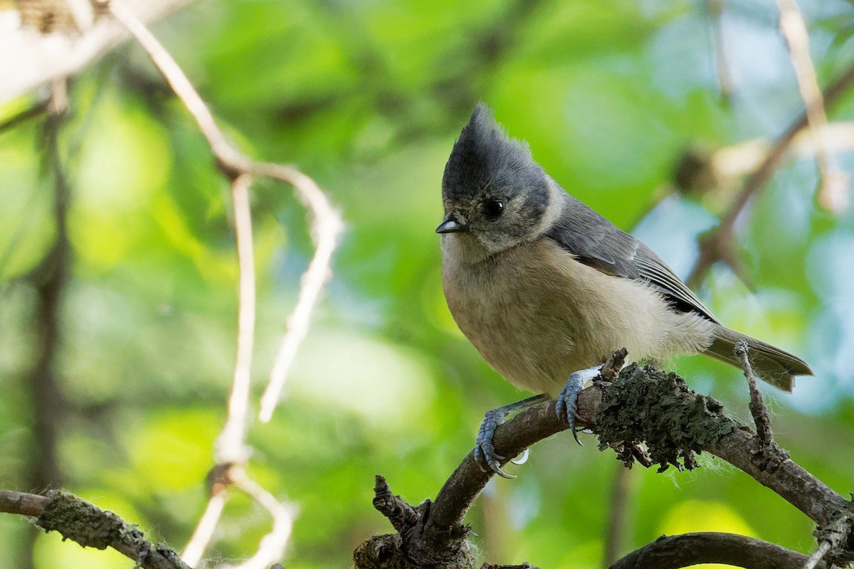 Gray-crested Tit - ML197347891