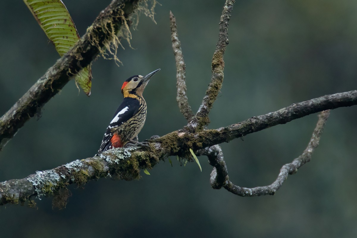 Darjeeling Woodpecker - ML197348211