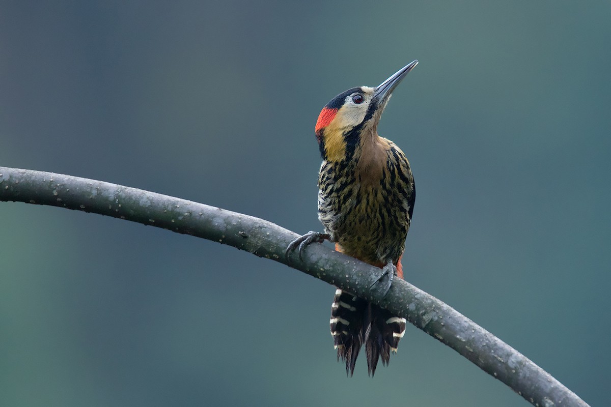 Darjeeling Woodpecker - ML197348221