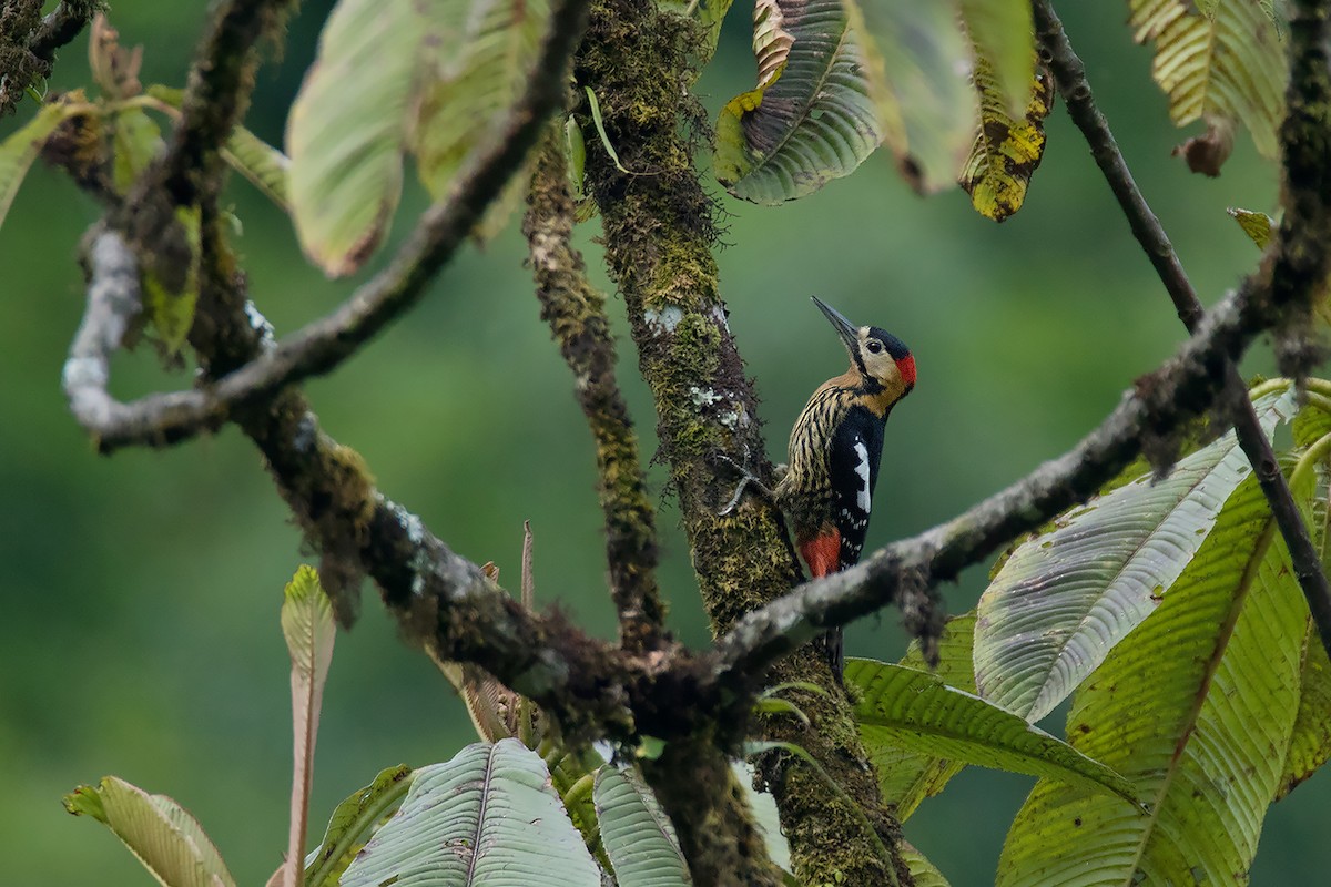 Darjeeling Woodpecker - ML197348231