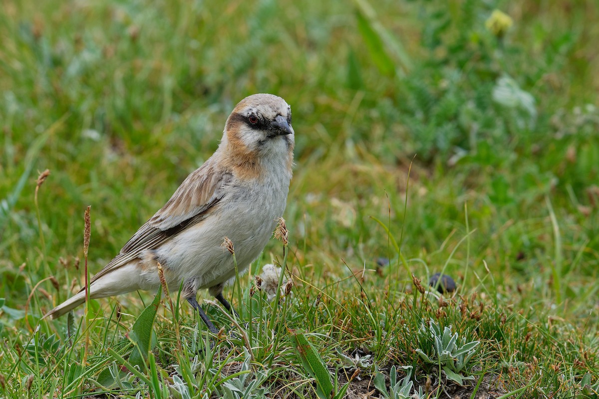 Rufous-necked Snowfinch - ML197351511