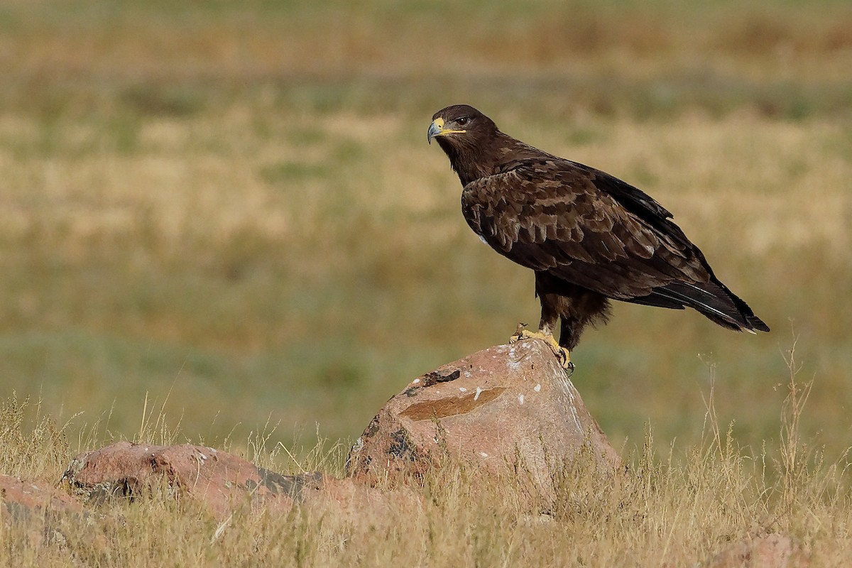 Greater Spotted Eagle - ML197352391
