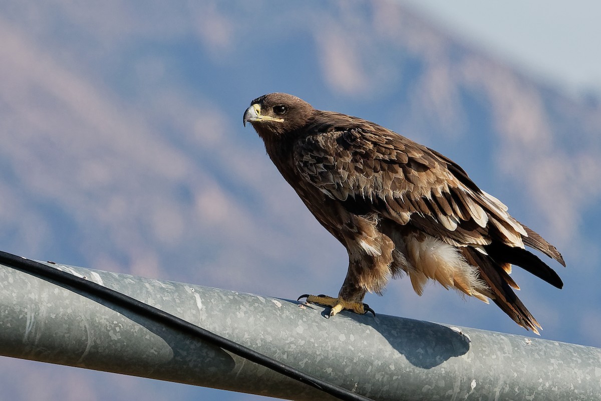 Greater Spotted Eagle - ML197352401