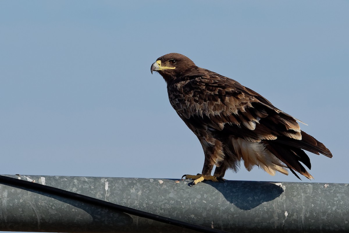 Greater Spotted Eagle - ML197352421