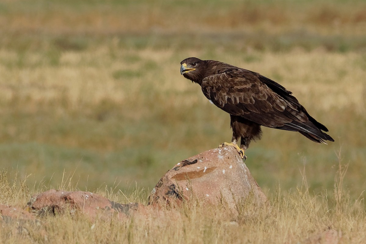 Greater Spotted Eagle - ML197352431