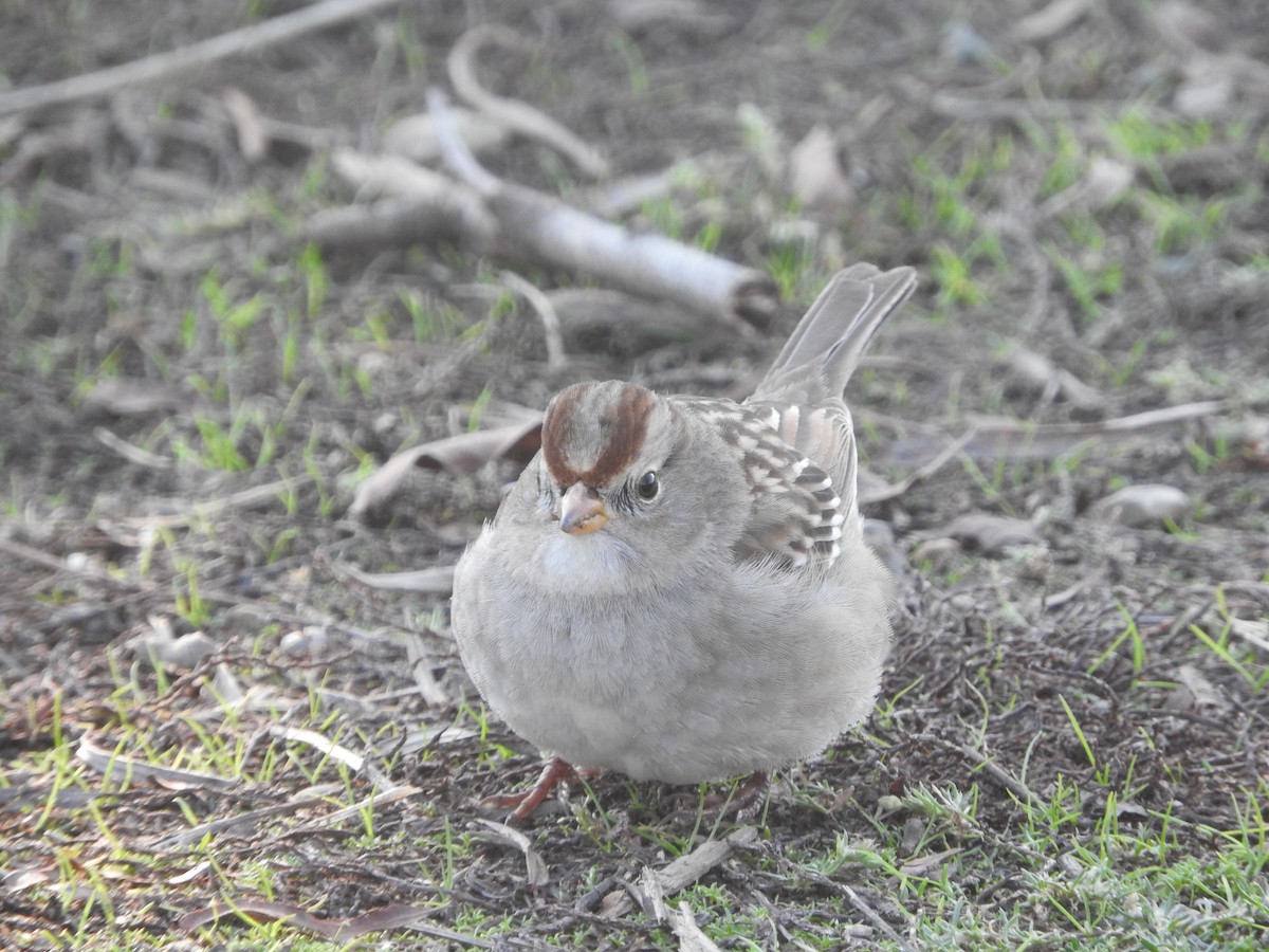 White-crowned Sparrow - ML197352831