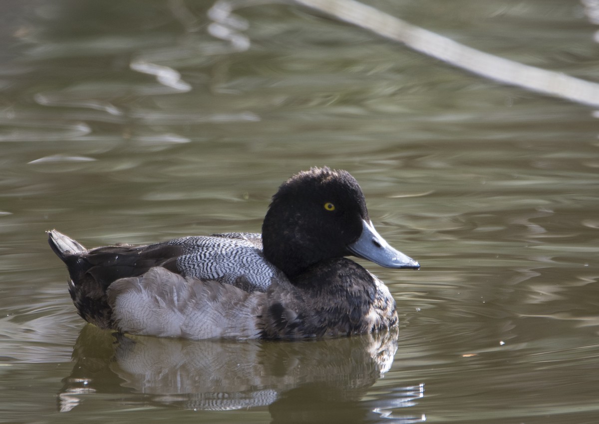 Greater Scaup - Anonymous