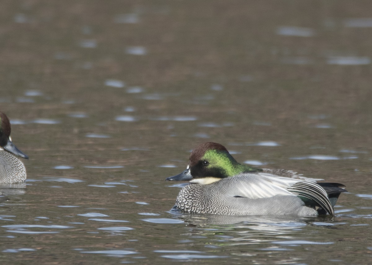 Falcated Duck - Anonymous
