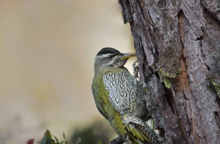 Scaly-bellied Woodpecker - Karmannye Chaudhary