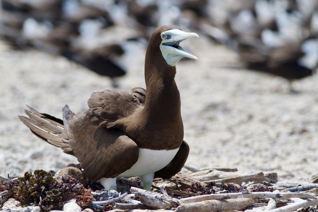 Brown Booby - ML197367011