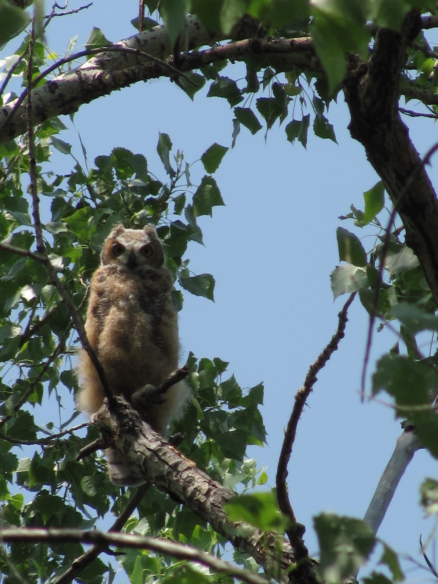Great Horned Owl - ML197368831
