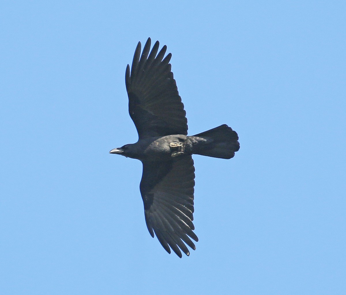 Large-billed Crow - ML197373131