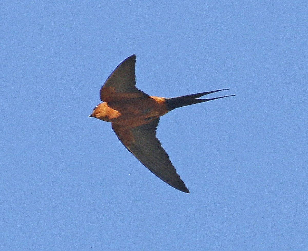 Rufous-bellied Swallow - ML197373151