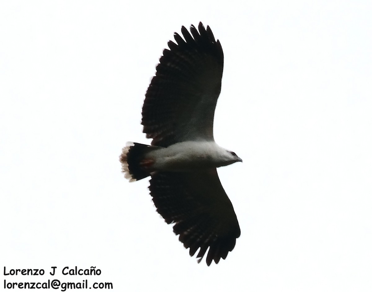 White Hawk - Lorenzo Calcaño