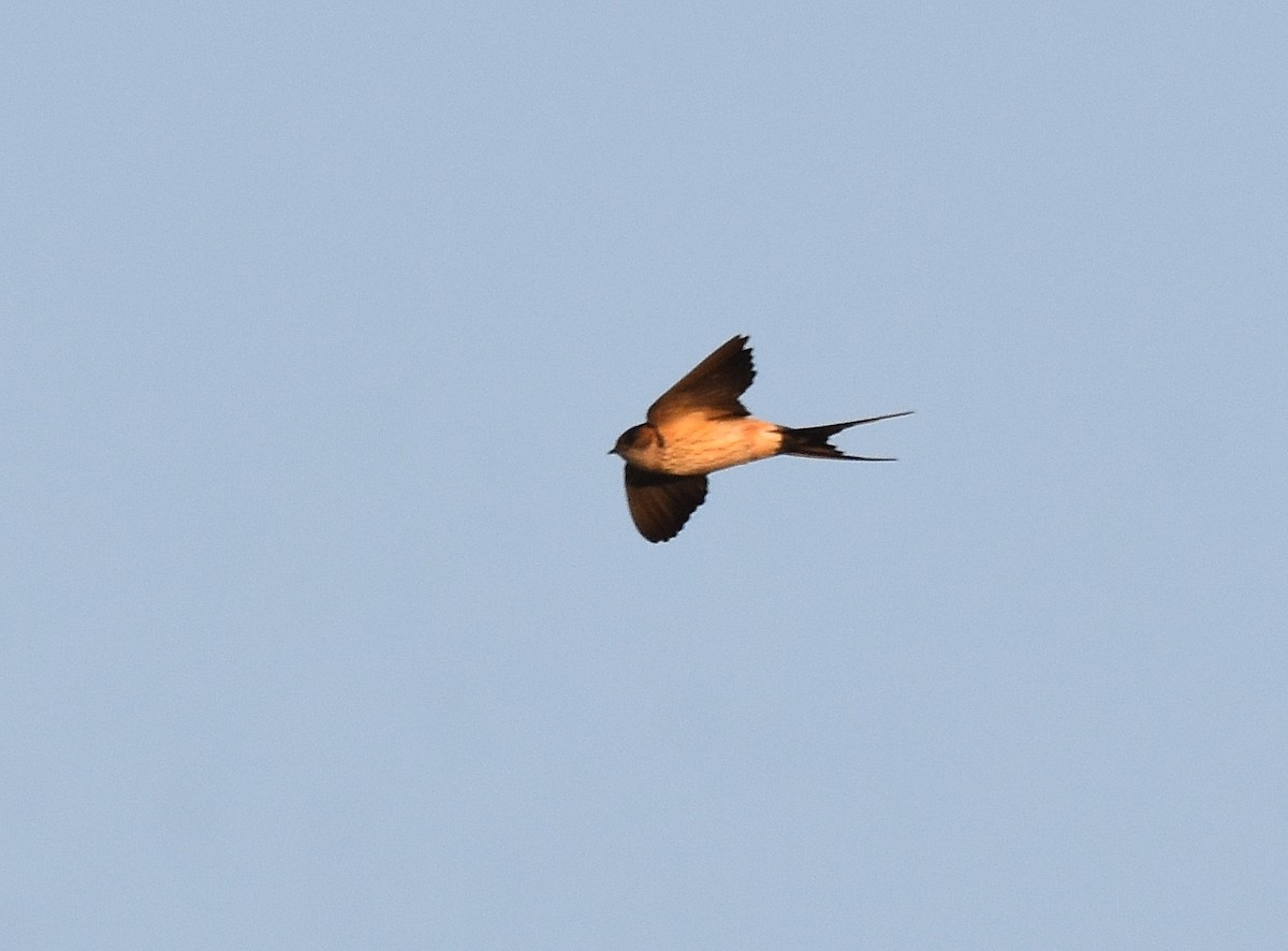 Red-rumped Swallow - ML197376911