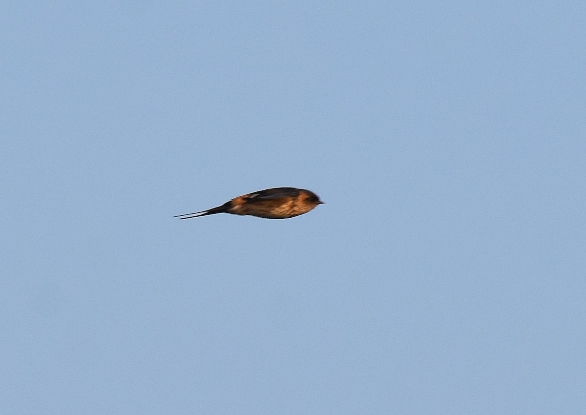 Red-rumped Swallow - ML197376951