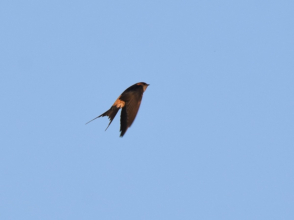 Red-rumped Swallow - ML197376961