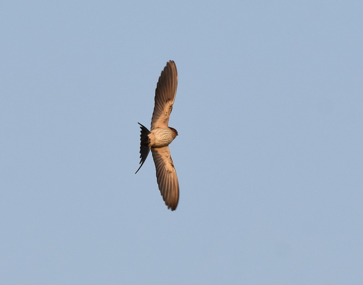 Red-rumped Swallow - ML197376991