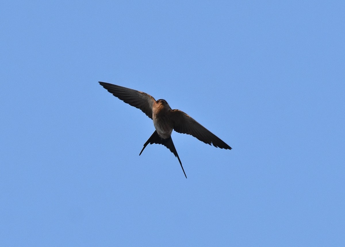 Red-rumped Swallow - ML197377001