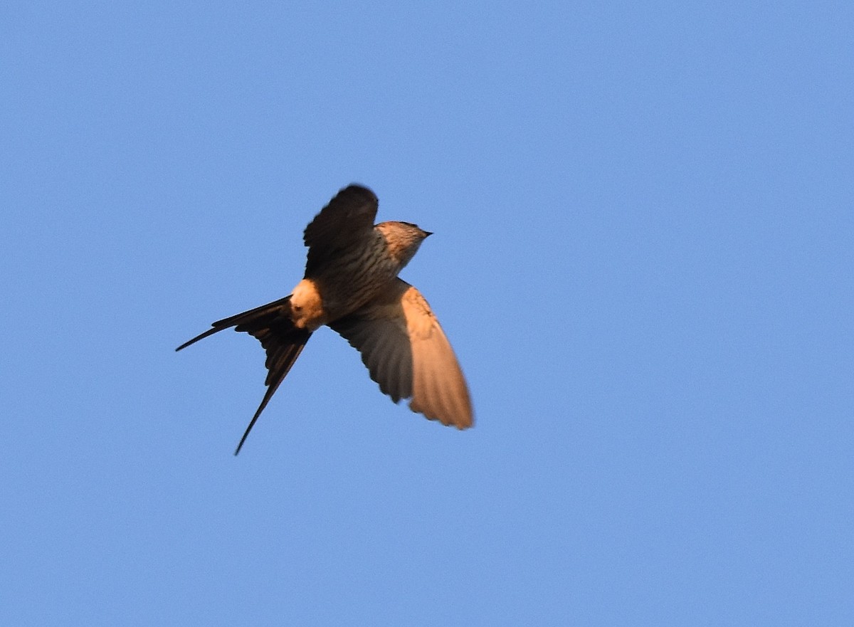Red-rumped Swallow - ML197377021