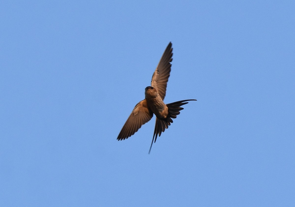 Red-rumped Swallow - ML197377041