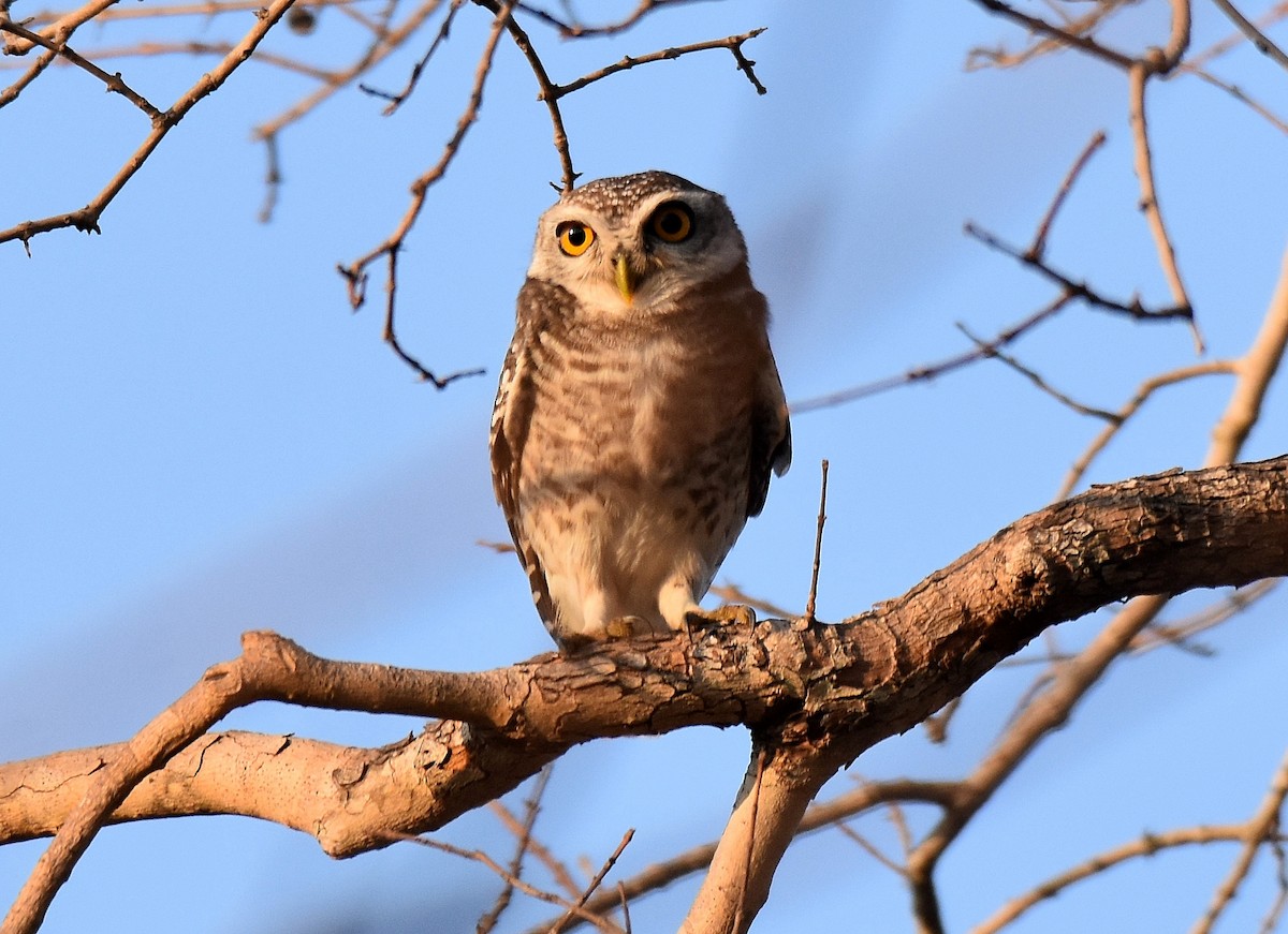 Spotted Owlet - ML197377111