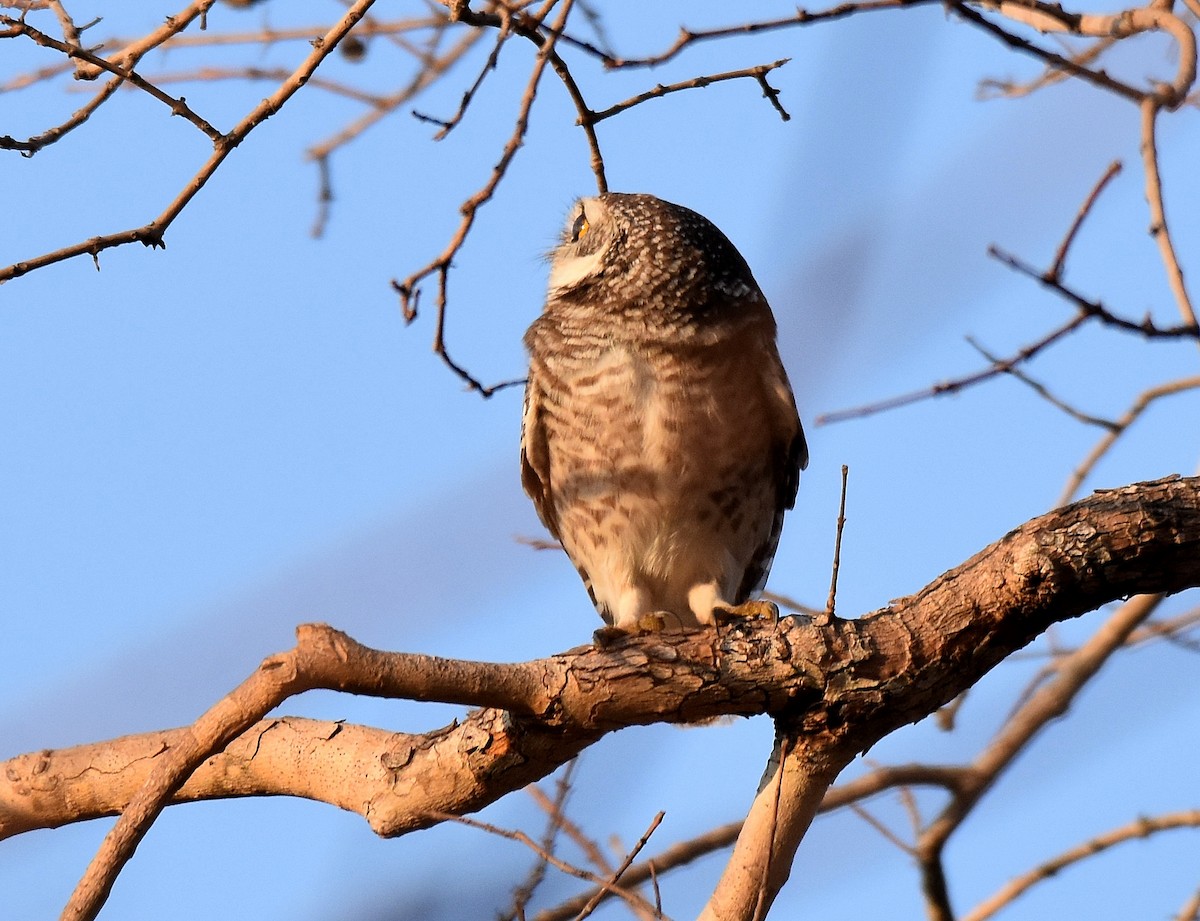 Spotted Owlet - ML197377121