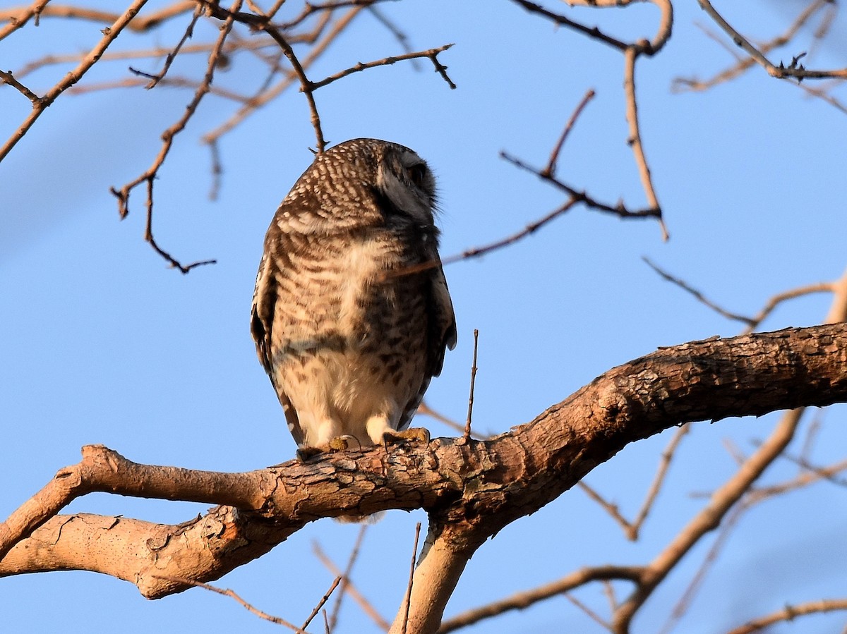Spotted Owlet - ML197377151