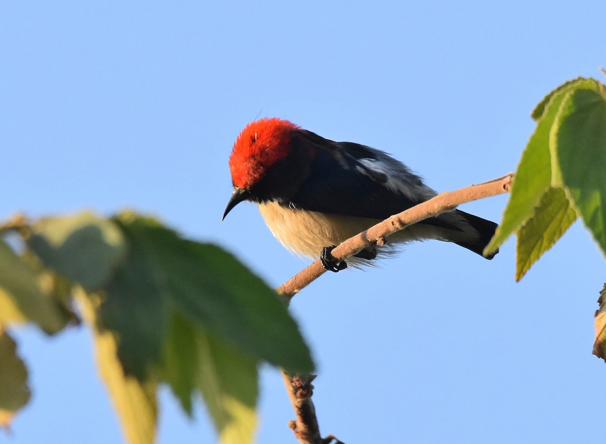 Scarlet-backed Flowerpecker - ML197377161