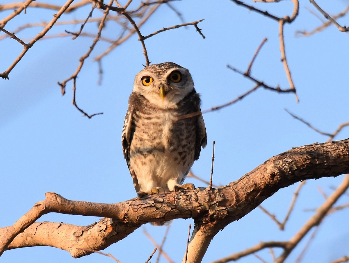 Spotted Owlet - ML197377171