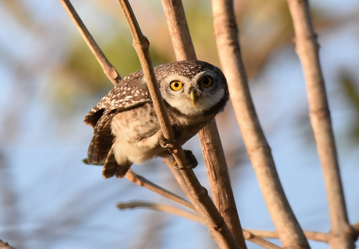 Spotted Owlet - ML197377211