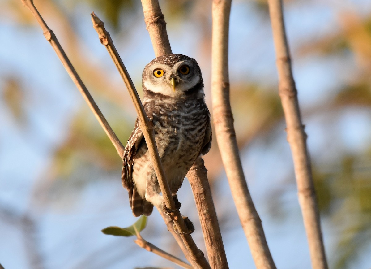 Spotted Owlet - ML197377221