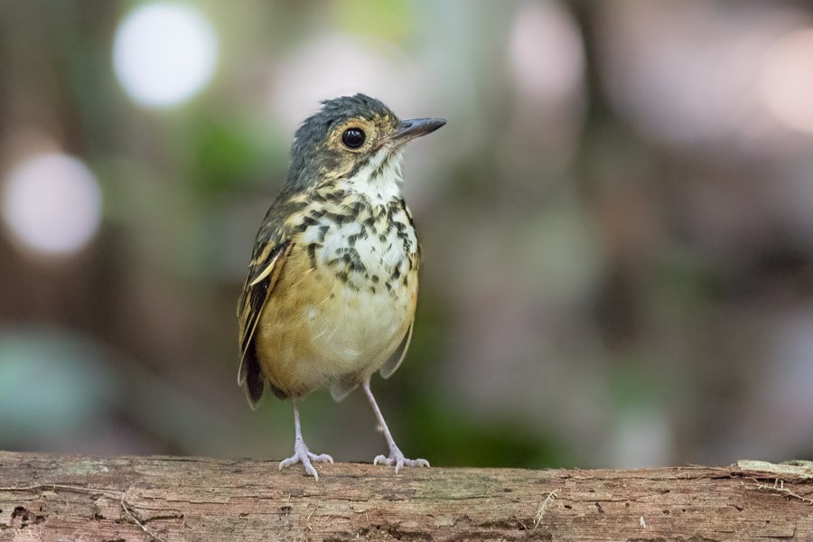 Spotted Antpitta (Spotted) - ML197380771