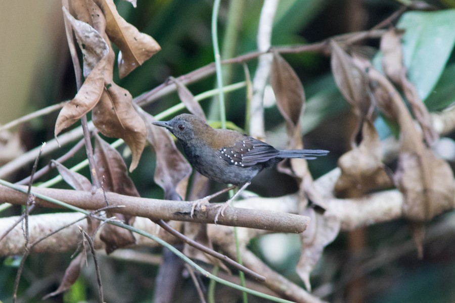 Black-throated Antbird - ML197382441
