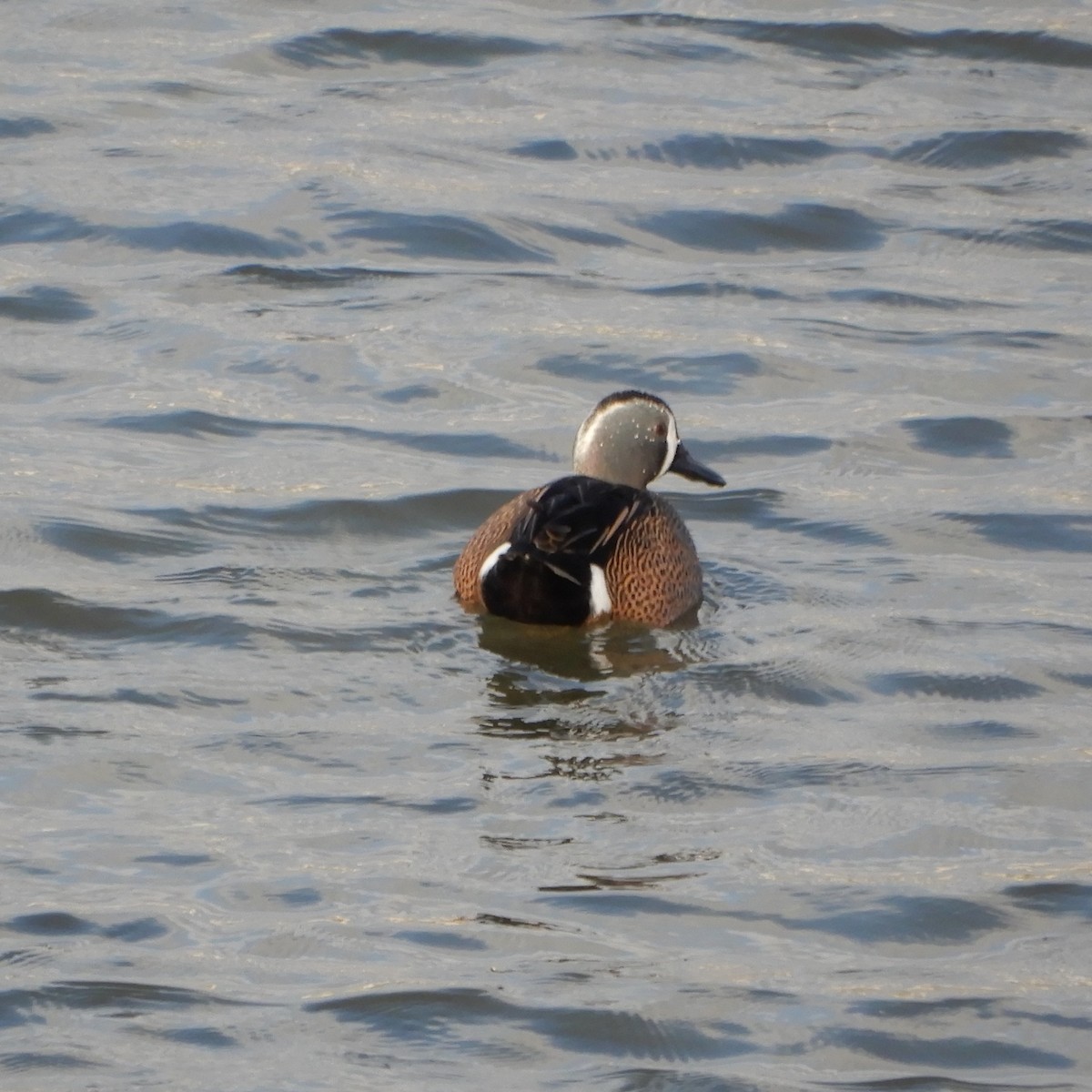 eBird Checklist - 4 Jan 2020 - Bridgeway Island Pond - 29 species