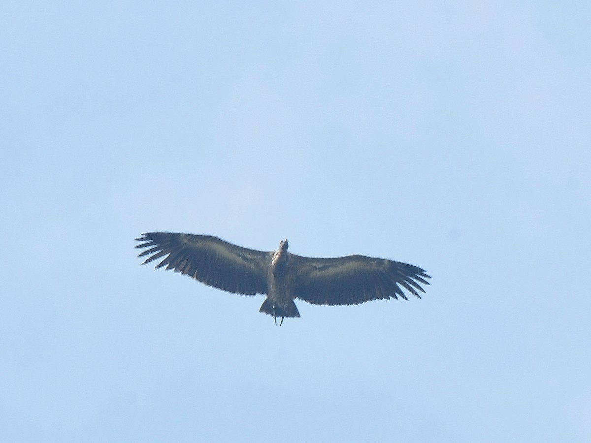 Indian Vulture - ML197383311