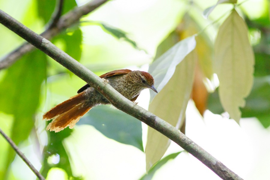 Speckled Spinetail - Silvia Faustino Linhares