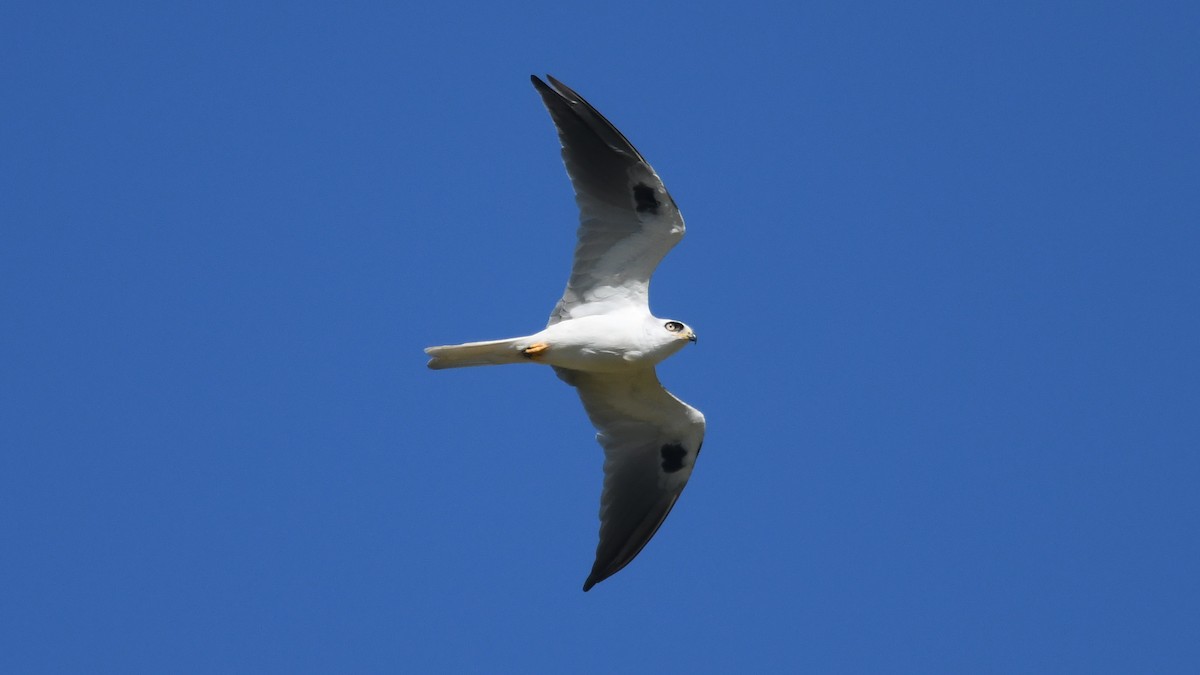White-tailed Kite - Carl Winstead