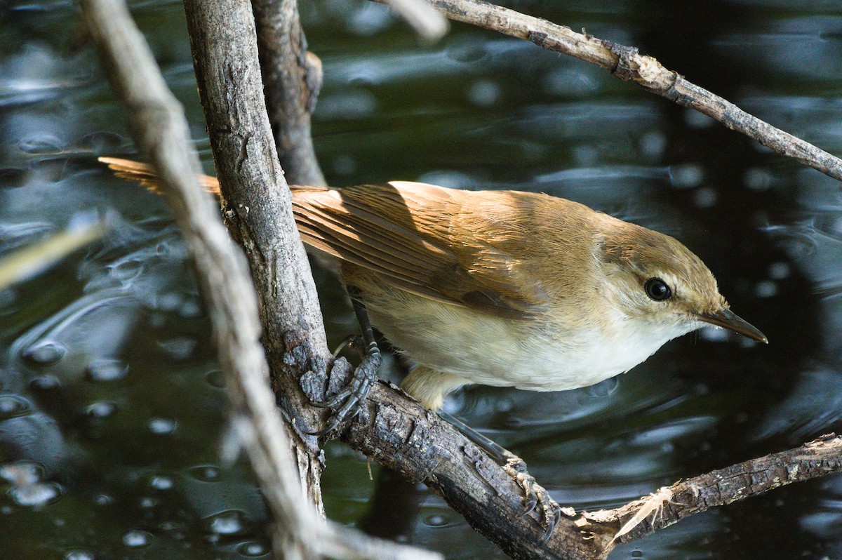 Common Reed Warbler (African) - ML197391241