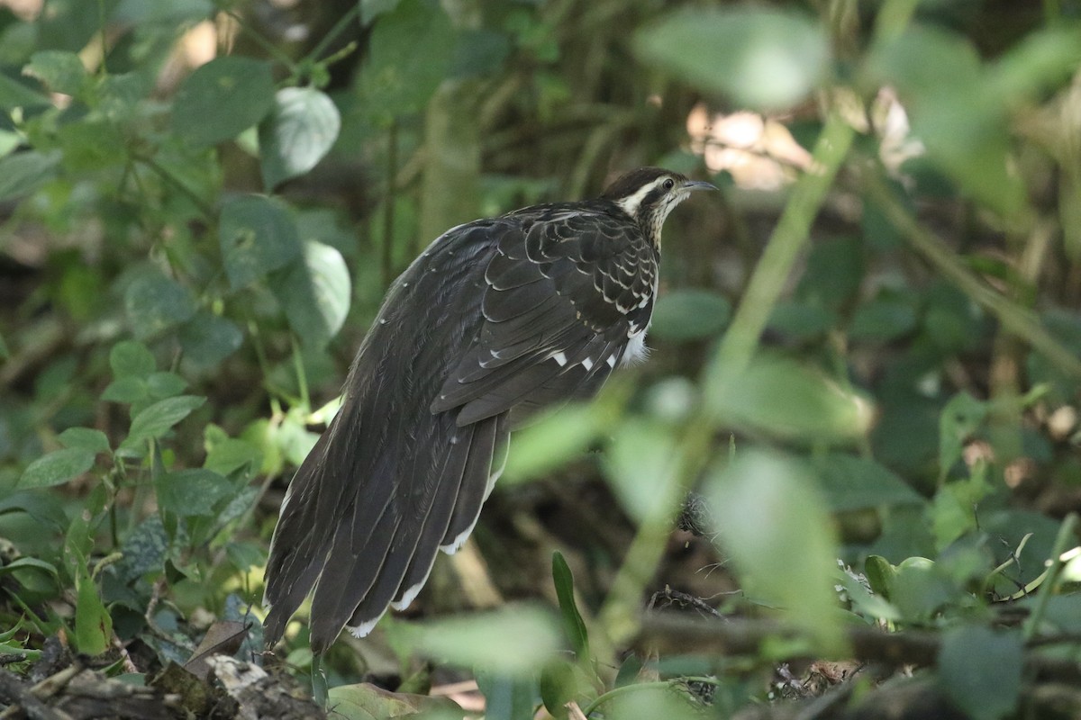Pheasant Cuckoo - John van Dort