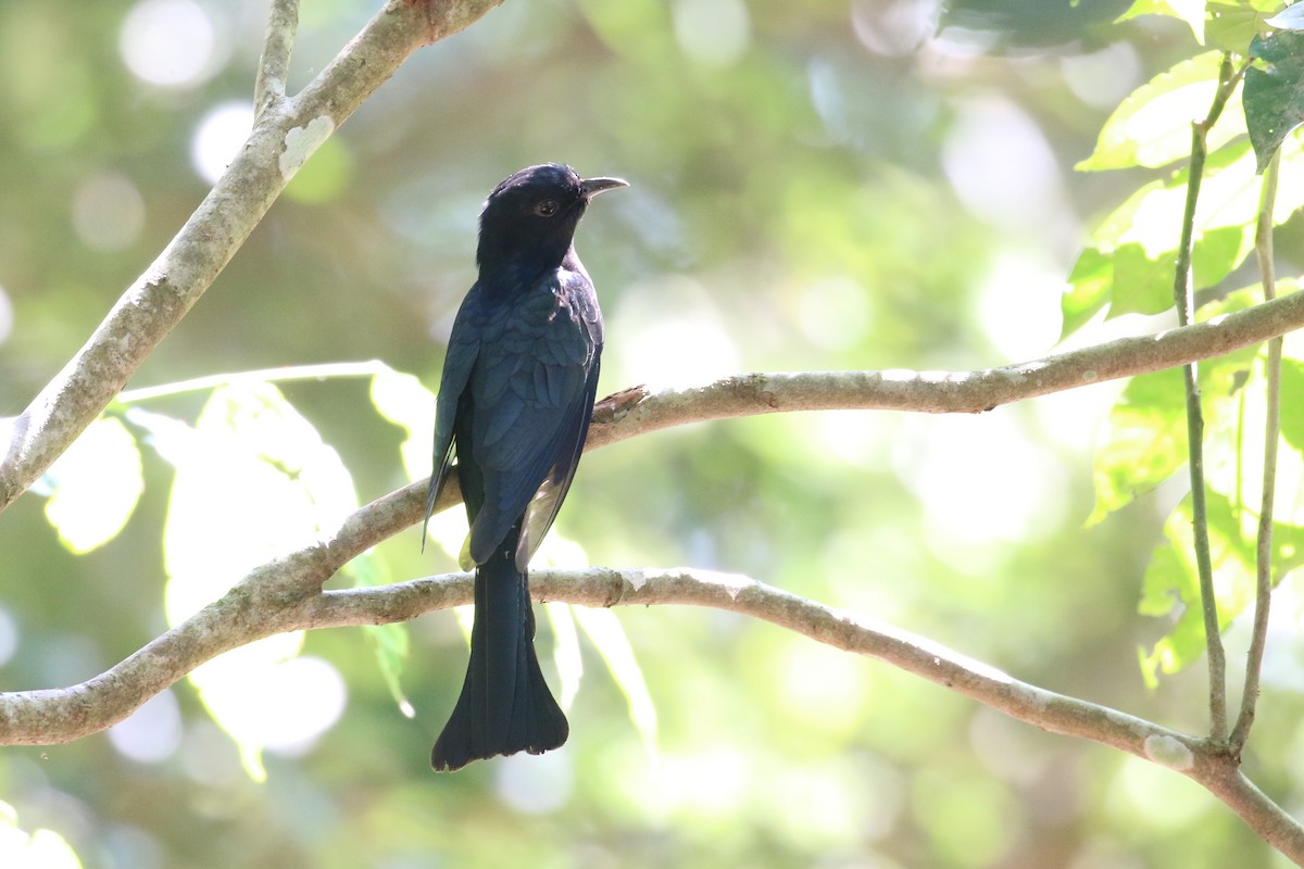 Square-tailed Drongo-Cuckoo - ML197394731