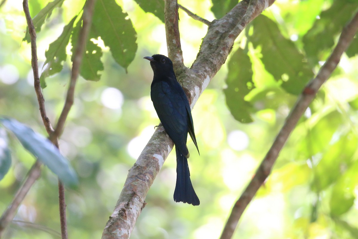 Square-tailed Drongo-Cuckoo - ML197394751
