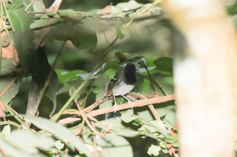 Chestnut-tailed Antbird (pallens) - ML197396811