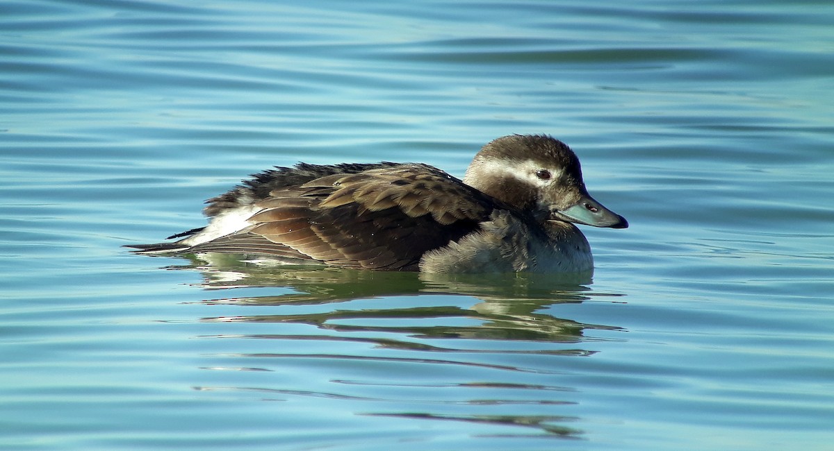 Long-tailed Duck - Julien Birard