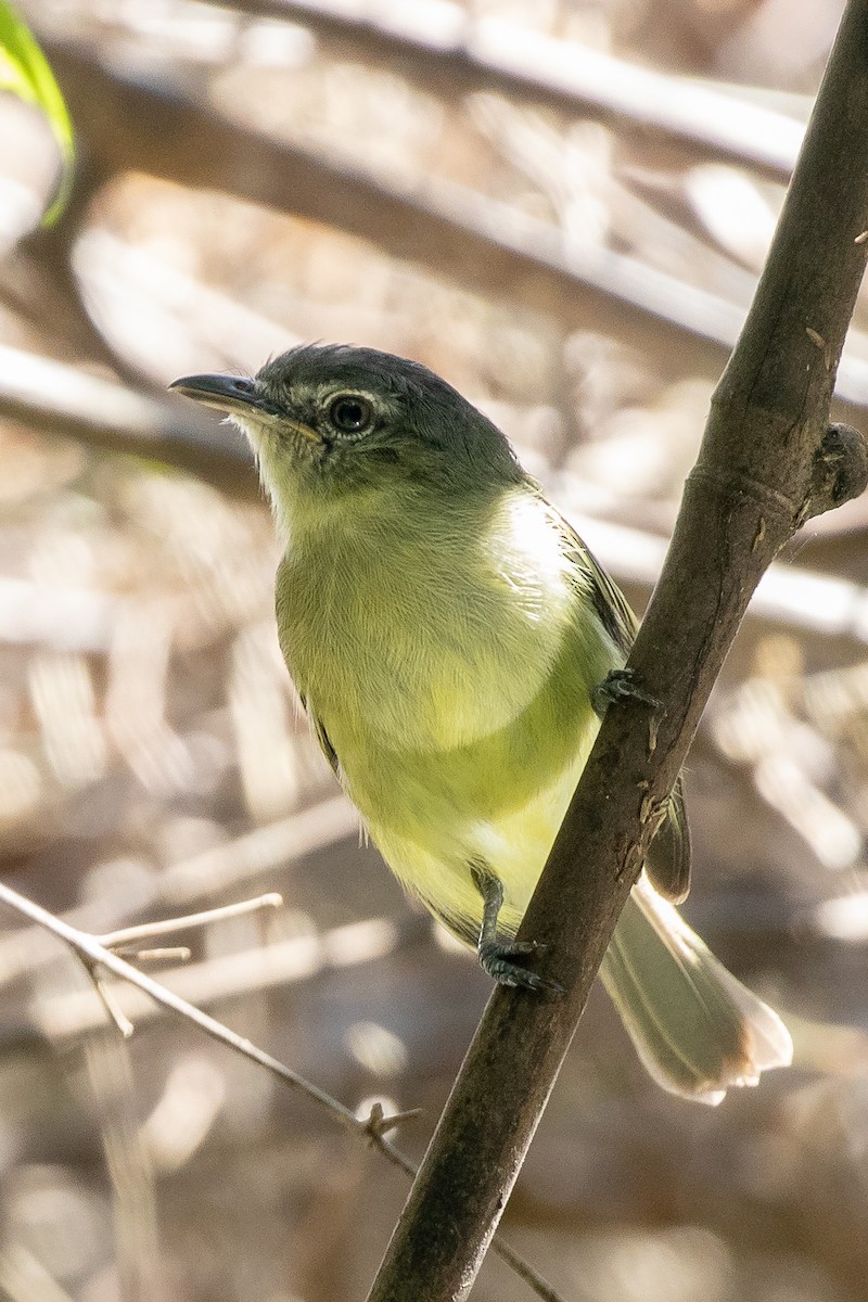 Gray-crowned Flatbill - ML197410661