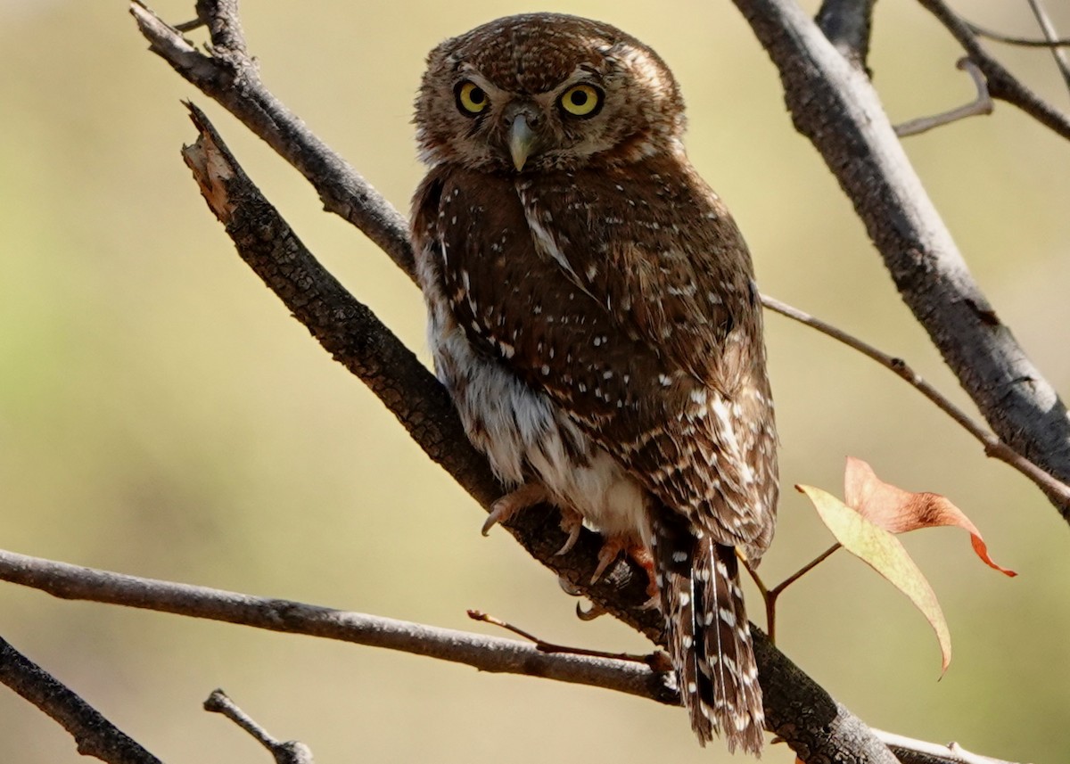 Pearl-spotted Owlet - ML197411331