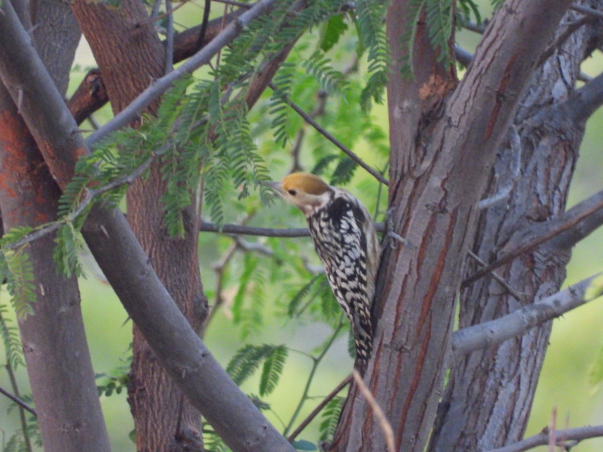 Yellow-crowned Woodpecker - Lakshmikant Neve